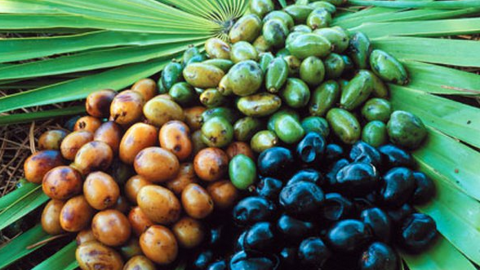 Saw Palmetto: A Widely Used Herbal, Dietary Supplement