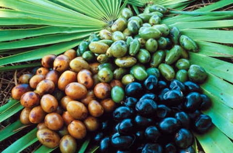 Saw Palmetto: A Widely Used Herbal, Dietary Supplement